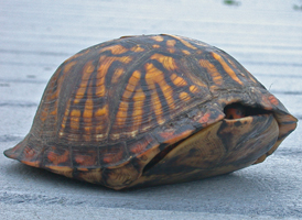 Eastern Box Turtle